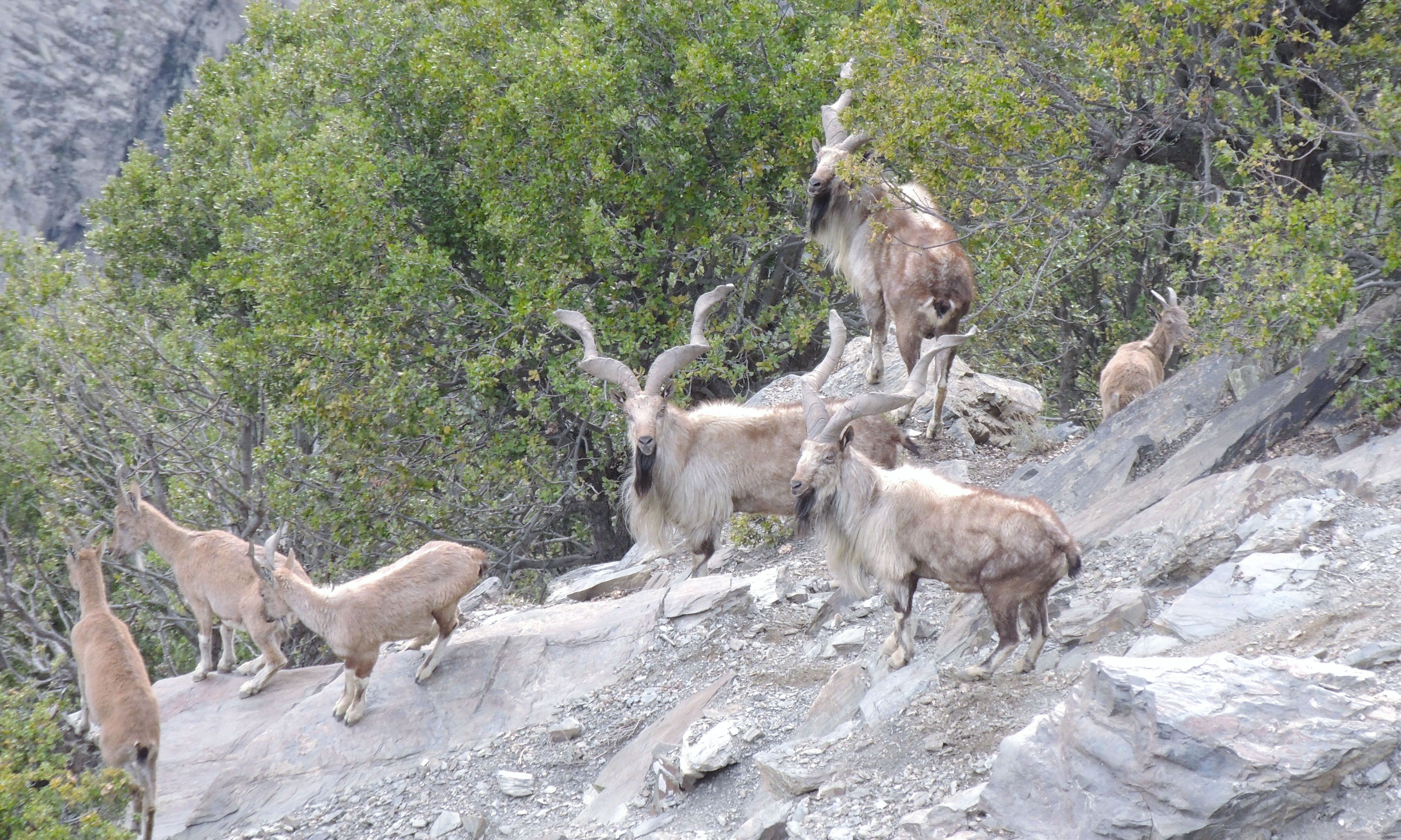 Markhor family in Chitral Gol National Park