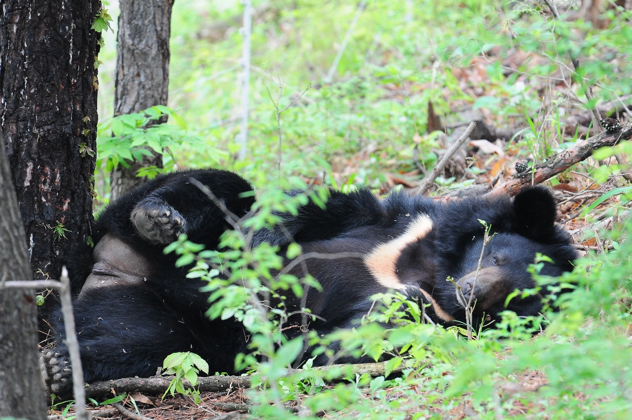 Ursus thibetanus (Asiatick Black Bear), Republic of Korea © KNPS