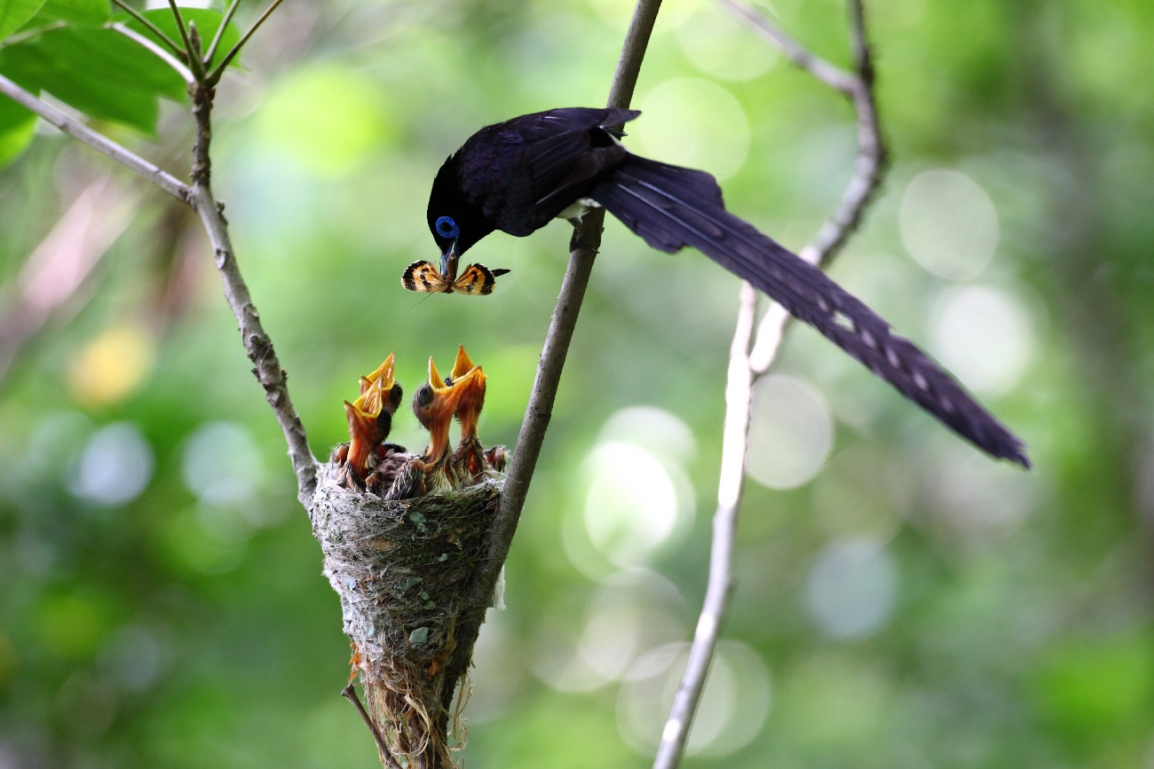 Terpsiphone atrocaudata (Japanese Paradise-flycatcher), Republic of Korea © KNPS