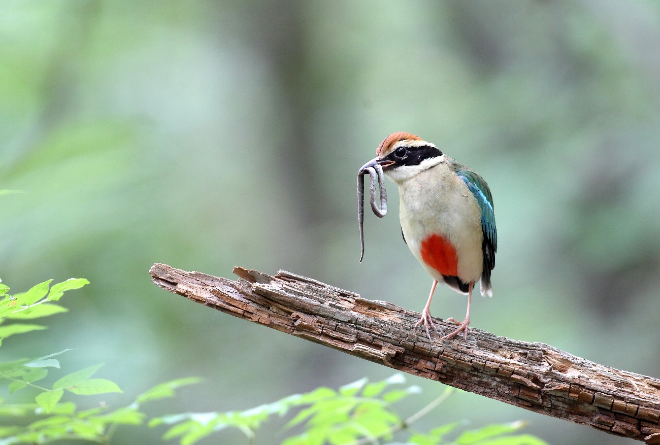 Pitta nympha (Fairy Pitta), Republic of Korea © KNPS